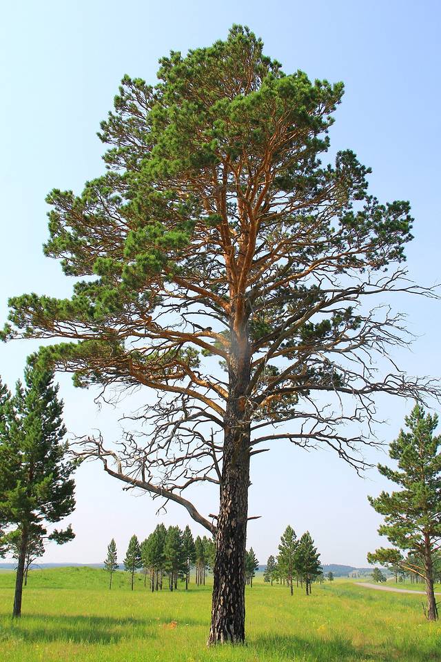 樟子松的種植前景怎么樣？