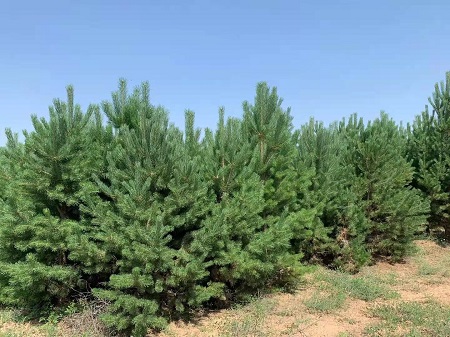 如何才能使造型油松盡早的開(kāi)花呢？